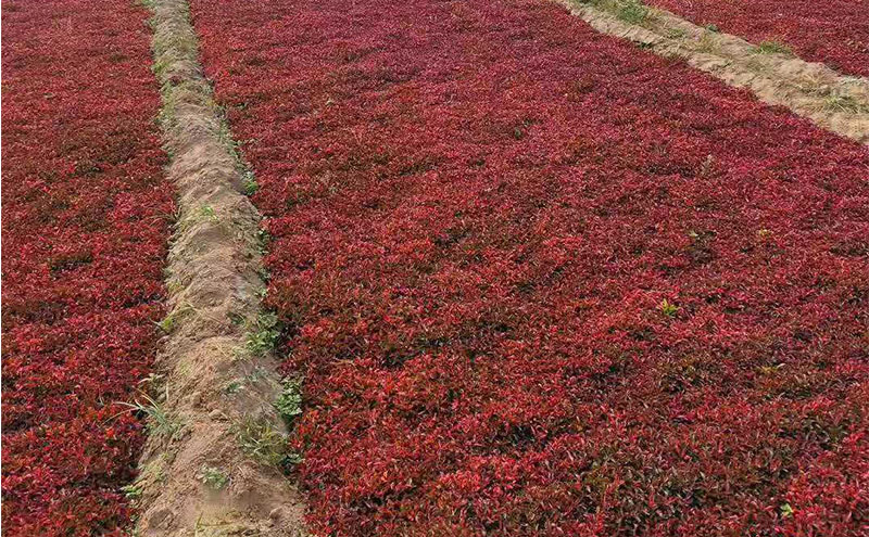 五色草紅草種苗基地