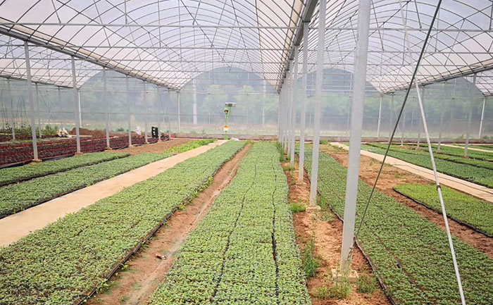 開封花不同金絲皇菊菊花種苗基地