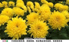 <b>黃香梨菊花圖片及種植方法</b>