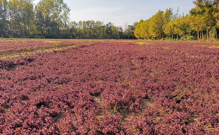 胭脂紅景天種苗種植基地室外實拍圖片