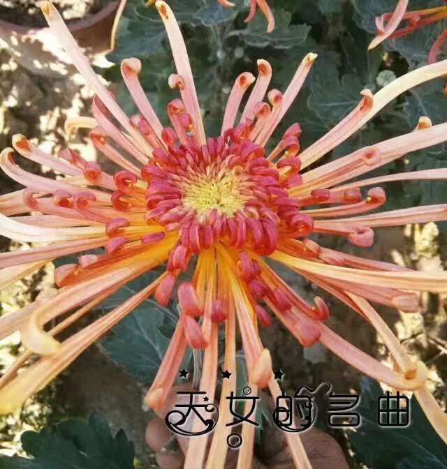 管瓣類菊花