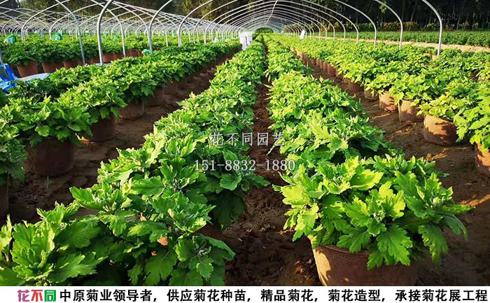 6月份的多頭菊種植基地實拍圖