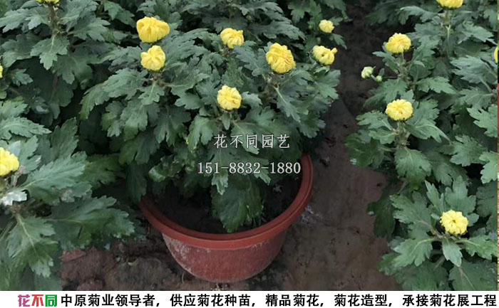 9月份的多頭菊實拍圖