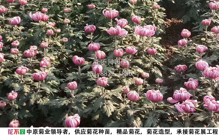 十月份的多頭菊實拍圖