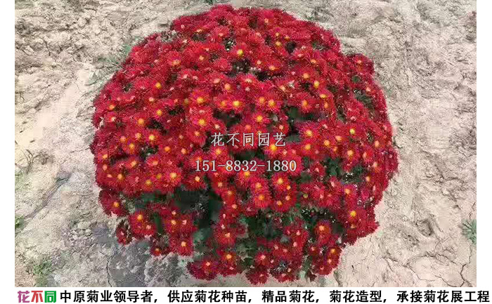 紅國(guó)慶千頭菊實(shí)拍圖