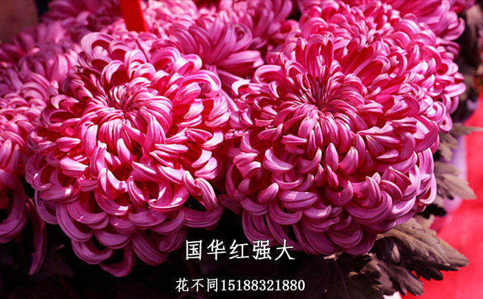 大花觀賞菊花-國(guó)華紅強(qiáng)大