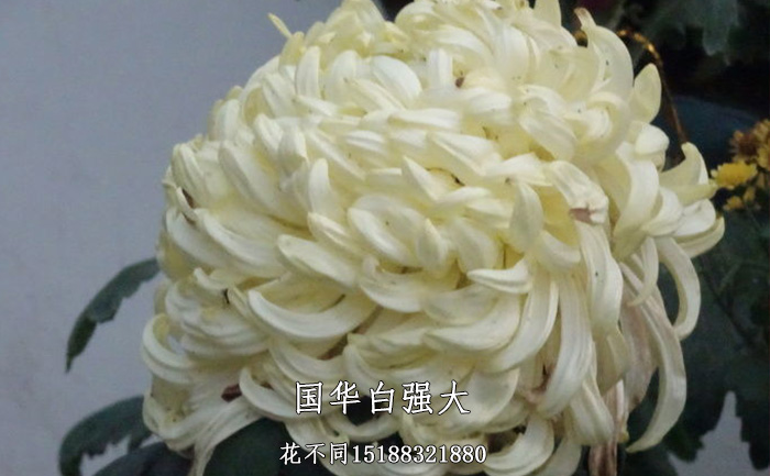 觀賞菊花品種-國(guó)華白強(qiáng)大