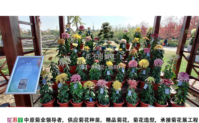 白馬湖菊花花會(huì)獨(dú)頭菊展示區(qū)