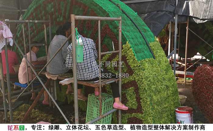 工人在給植物綠雕填充基質(zhì)土