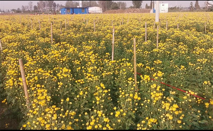 金絲皇菊菊花茶種植基地實(shí)拍照