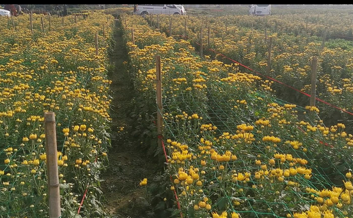 金絲皇菊菊花茶種植基地實(shí)拍照