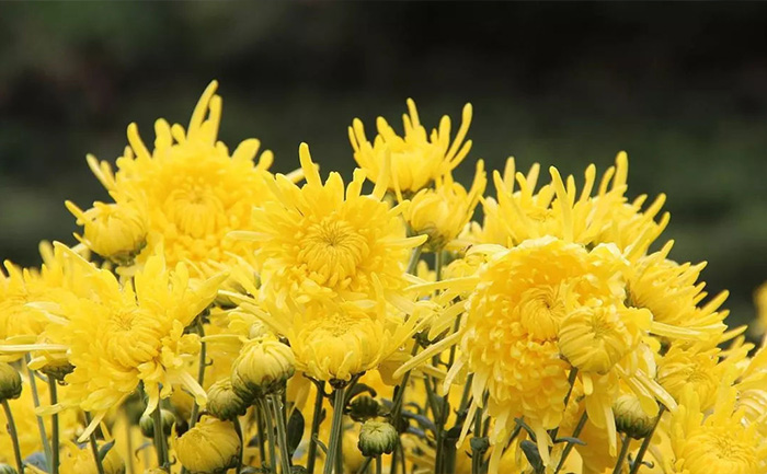 金絲皇菊鮮花實(shí)拍圖