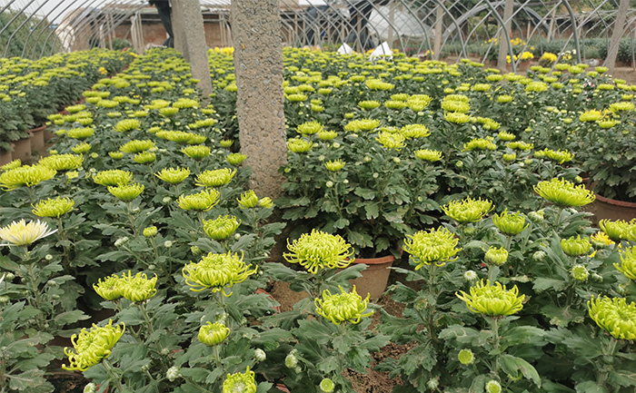 開封菊花種植批發(fā)基地實拍圖