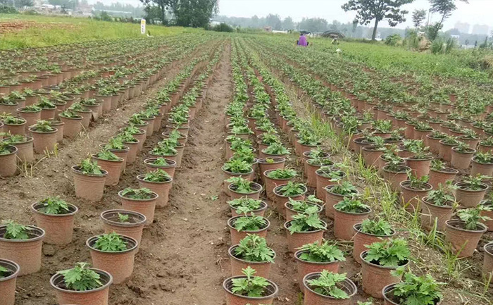 河南菊花種植基地現(xiàn)場實拍圖