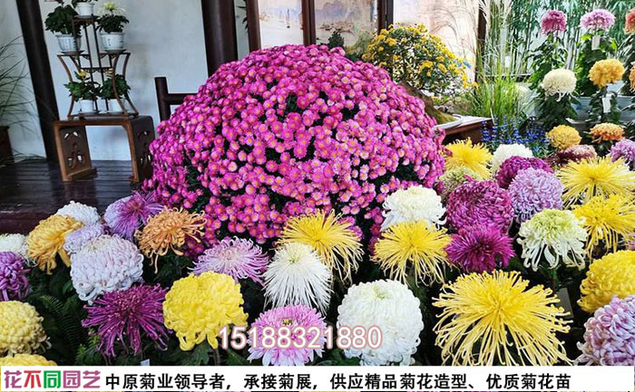 花不同園藝菊花基地里的菊花展臺