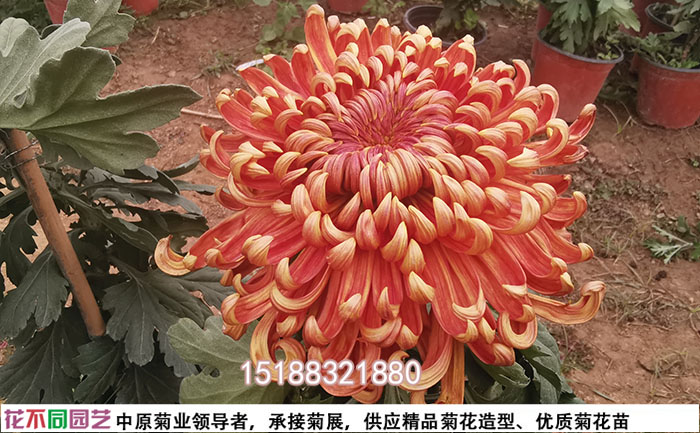 菊花品種西湖柳月照片