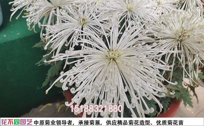 盆栽菊花品種白玉珠簾