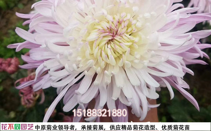 盆栽菊花品種粉女王