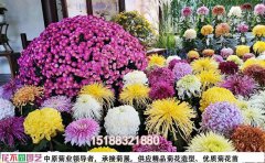 河南菊花展廠家：菊花造型在菊花展中的應(yīng)用